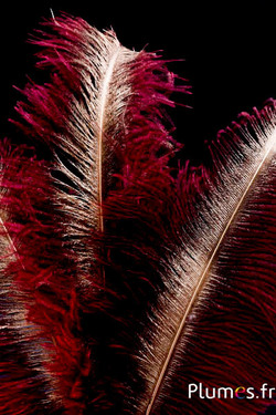 Strauß mit goldenem Federkiel – 30-40 cm – naturgrau-bordeaux  